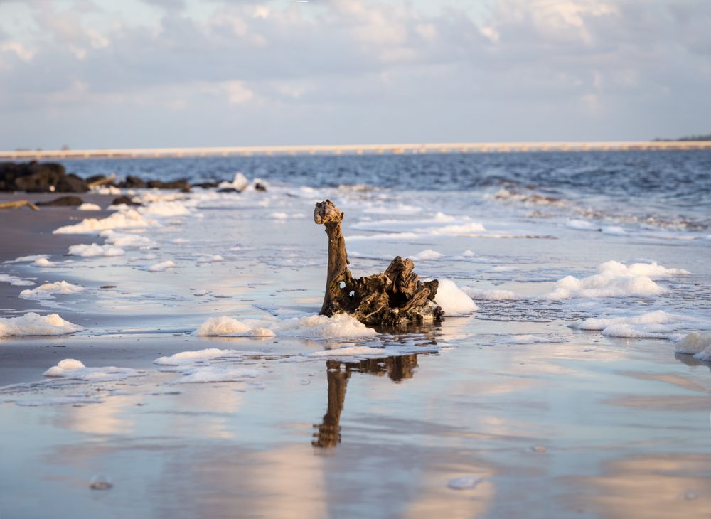 Driftwood at Little Talbot Island State Park
