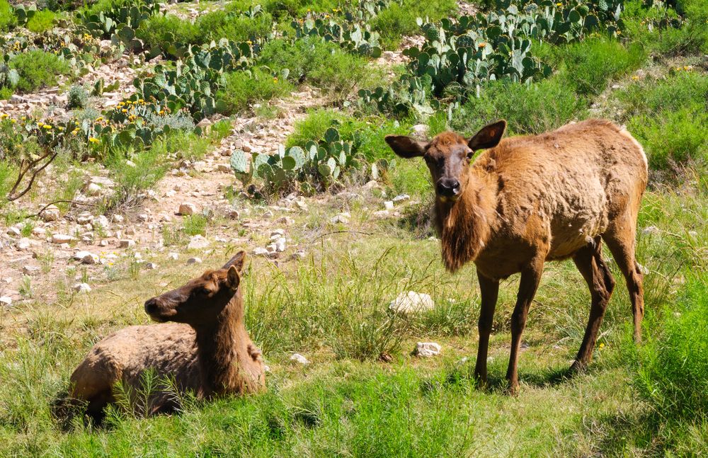 Animals at Living Desert Zoo and Gardens State Park