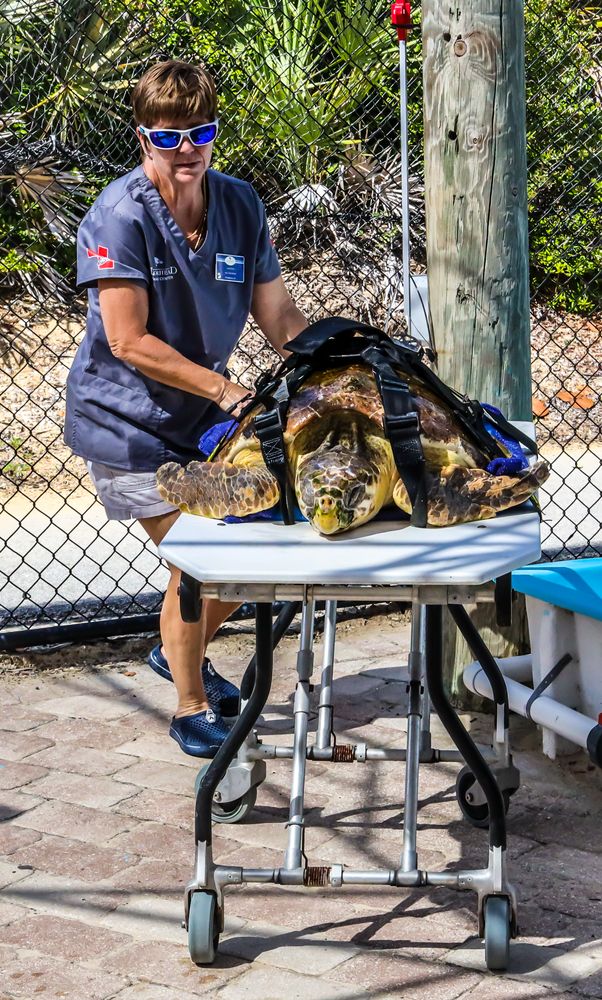 Sea turtle hospital at Loggerhead Marinelife Center