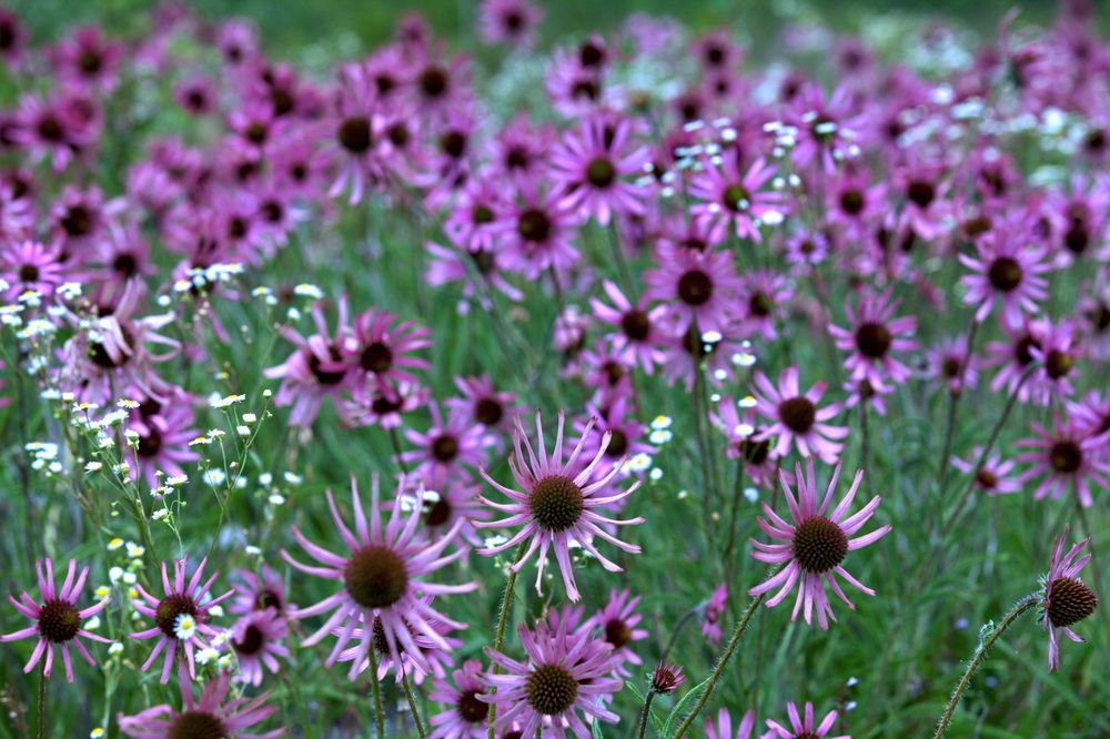 Beautiful flowers at Long Hunter State Park