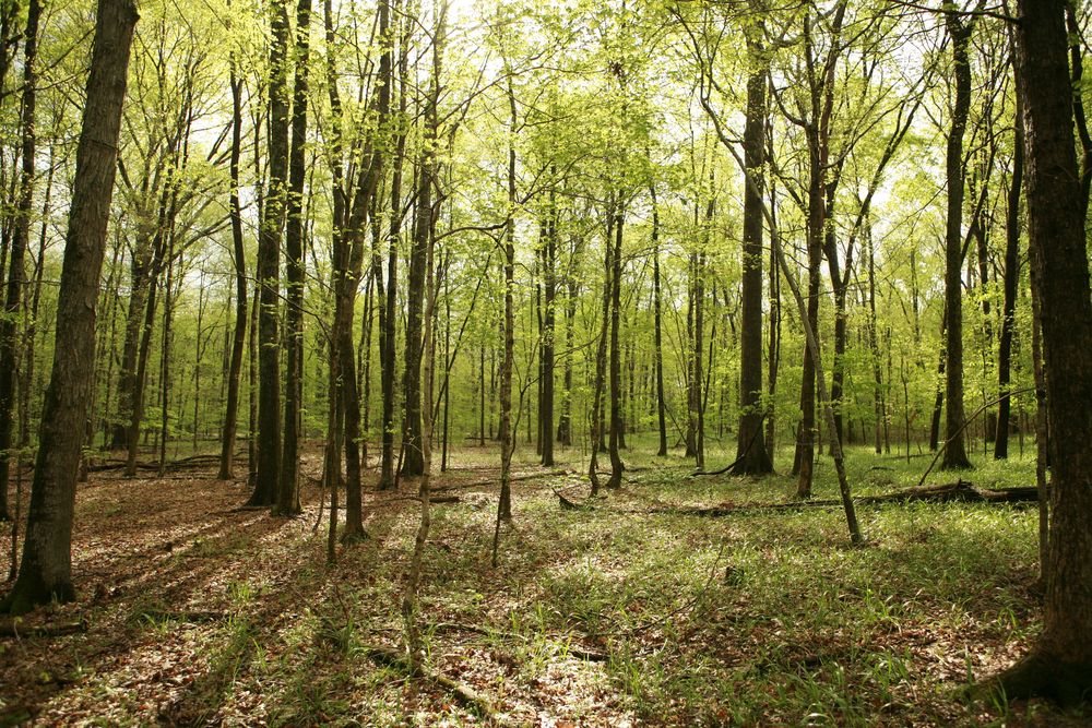 Tall trees at Long Hunter State Park