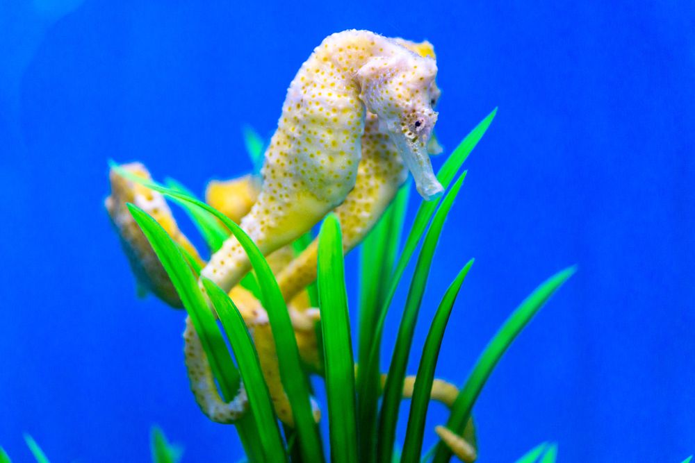 Sea horse at Long Island Aquarium