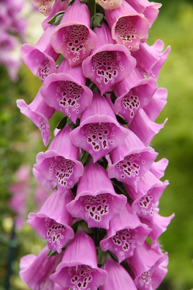 Pretty purple foxgloves at Longwood Gardens