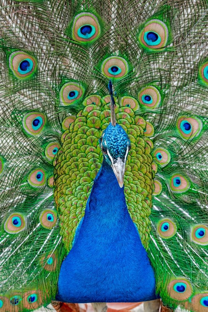 Peacock with its wings fully spread at Los Angeles County Arboretum and Botanic Garden