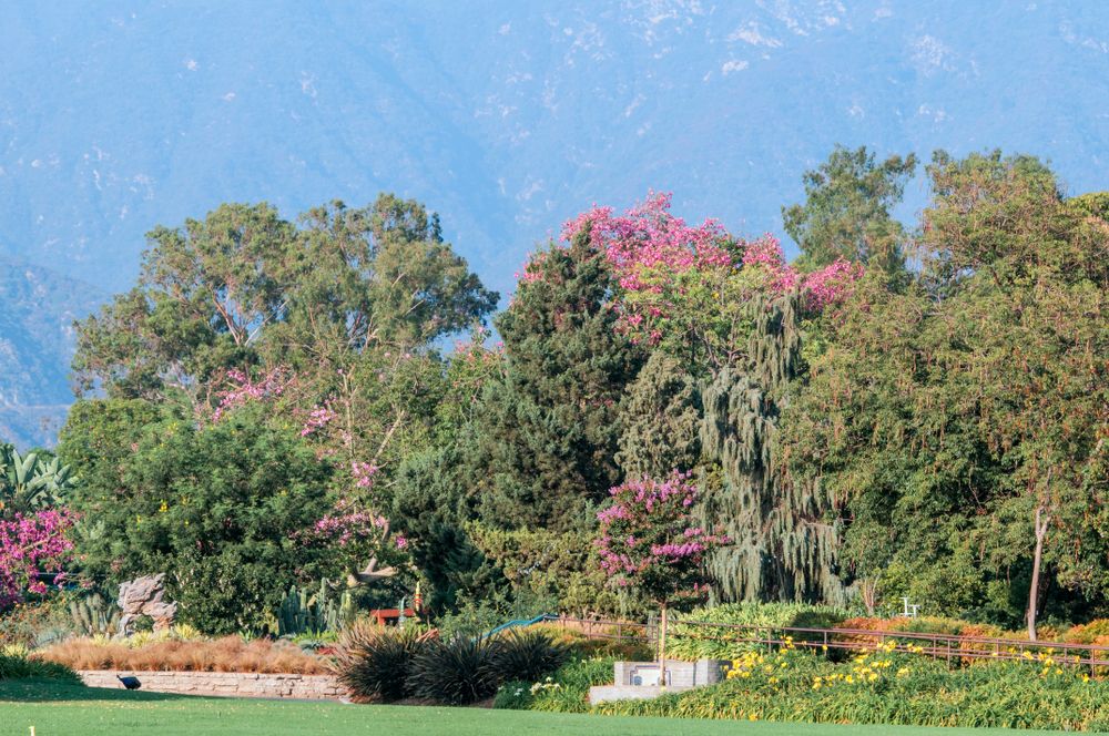 Landscape of Los Angeles County Arboretum and Botanic Garden