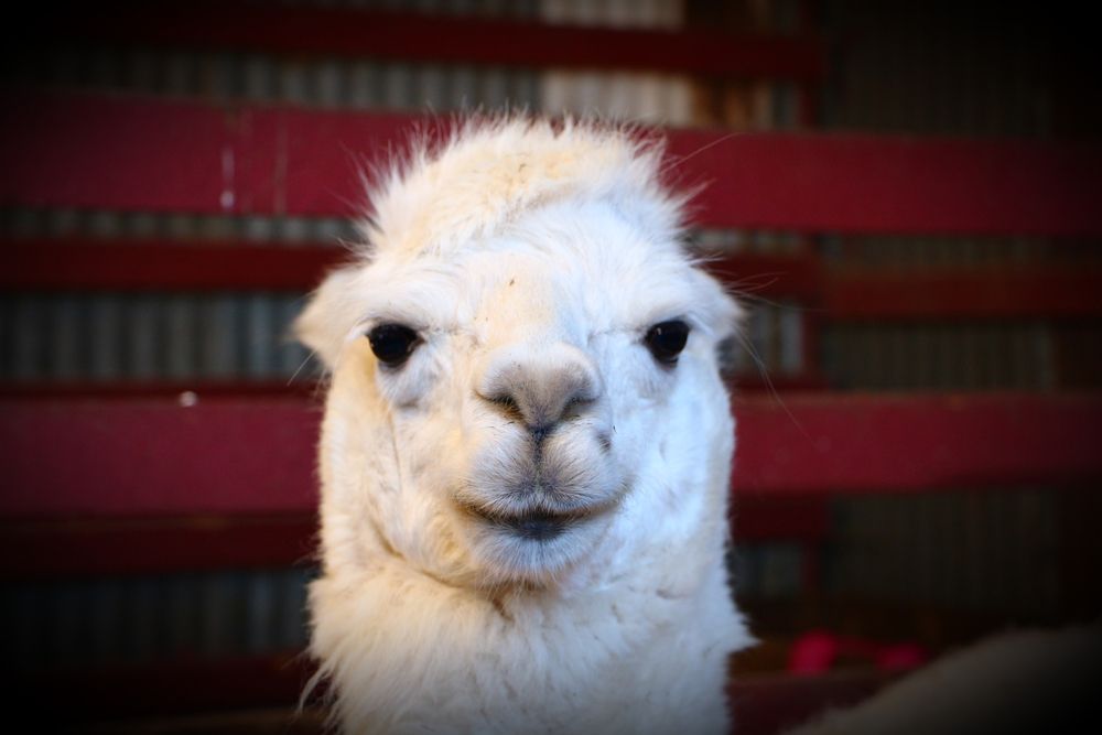Headshot of a Llama making eye-contact to the camera.