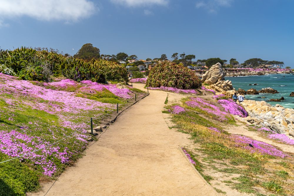 pink flowers at Lovers Point Park and Beach