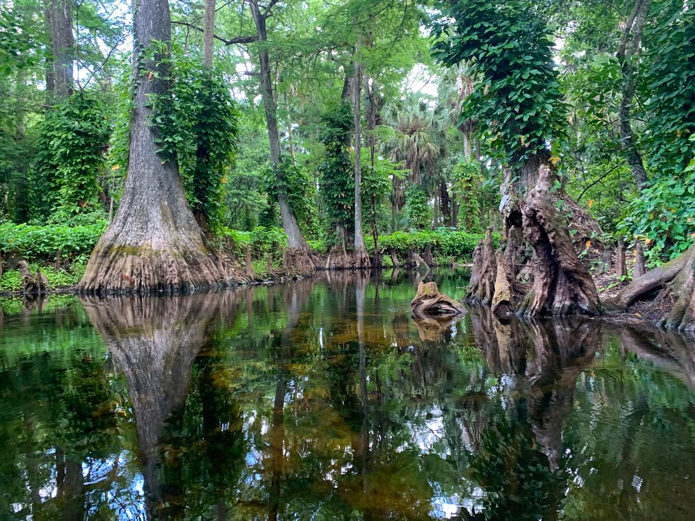 The waters ofLoxahatchee River