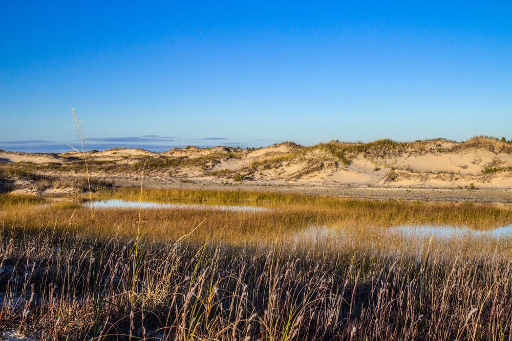 Landscape of Ludington State Park