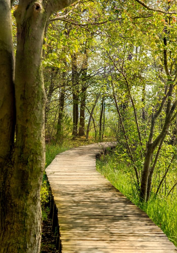 Hunting trail at Ludington State Park