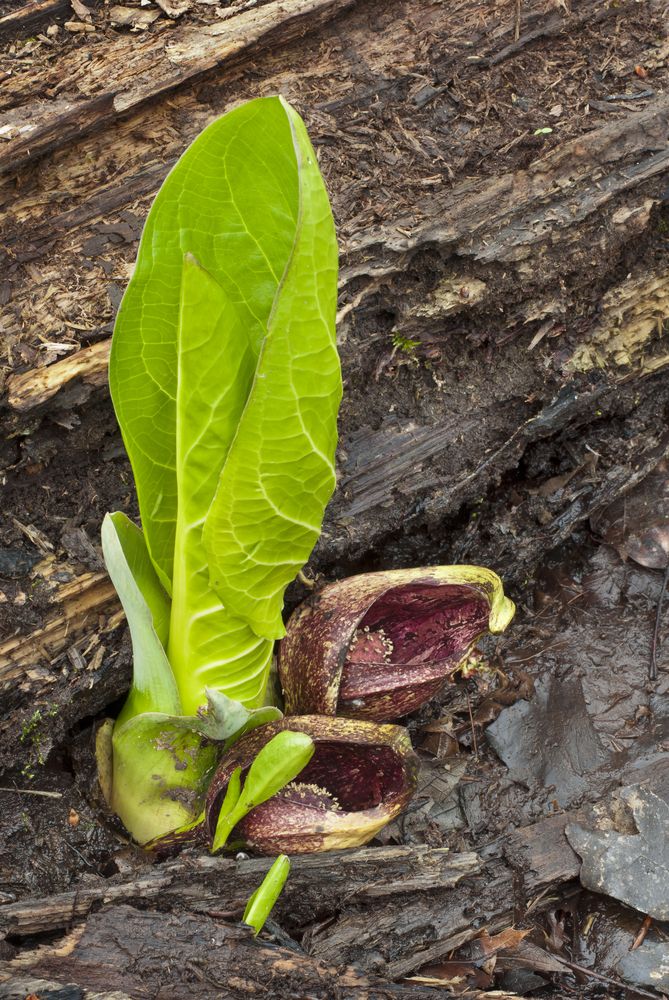 View of Skunk Cabbage at Lyons Woods Forest Preserve