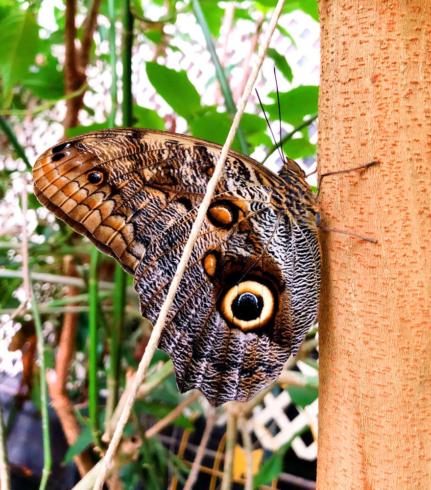 butterfly at Magic Wings Butterfly Conservatory