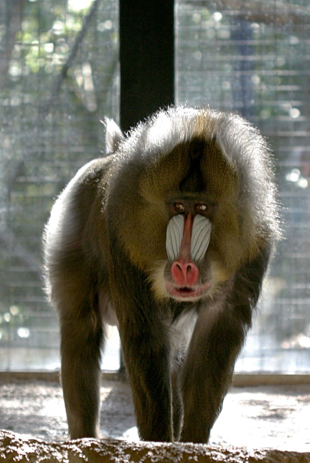Monkey at  Milwaukee County Zoo