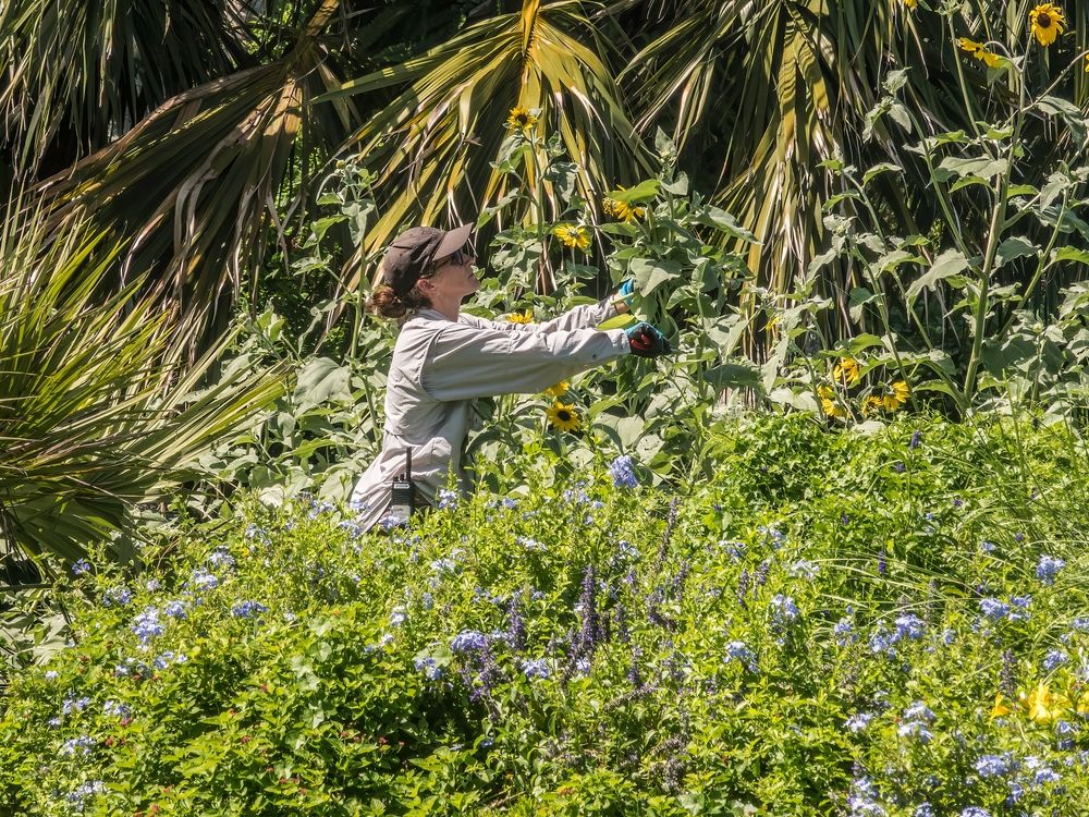 A gardener trimming the leaves at Marie Selby Botanical Gardens