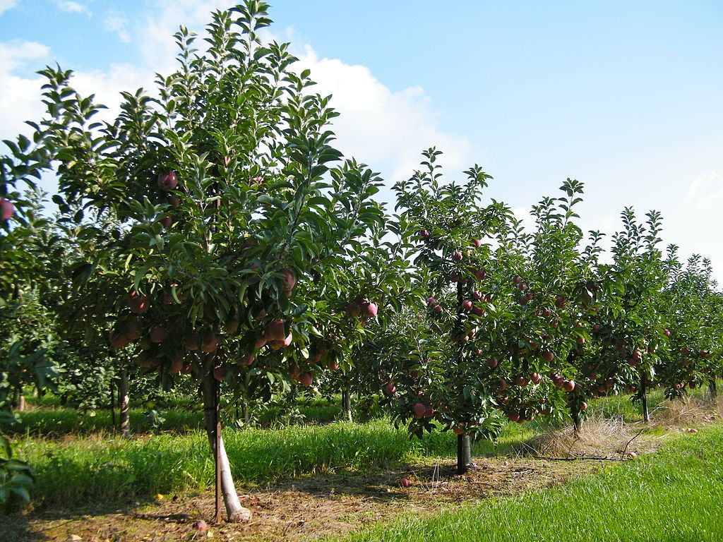 The trees of Marker Miller Orchard