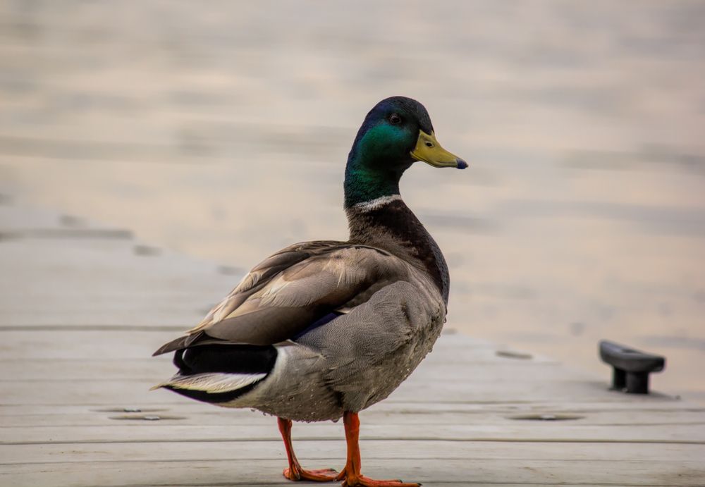 A cute duck walking on the dock at Massabesic Lake
