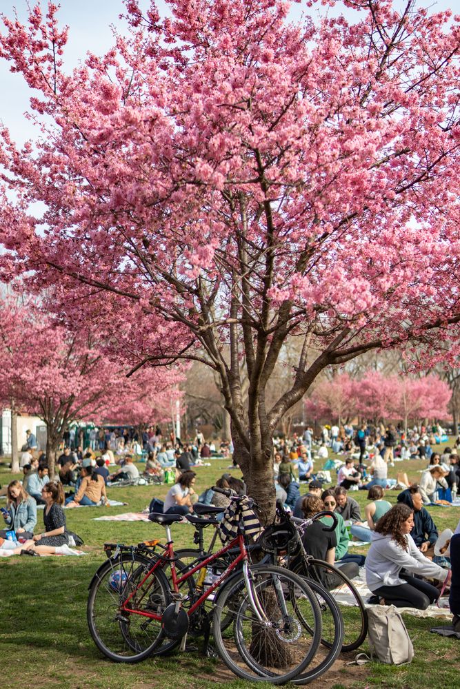 People at McCarren Park