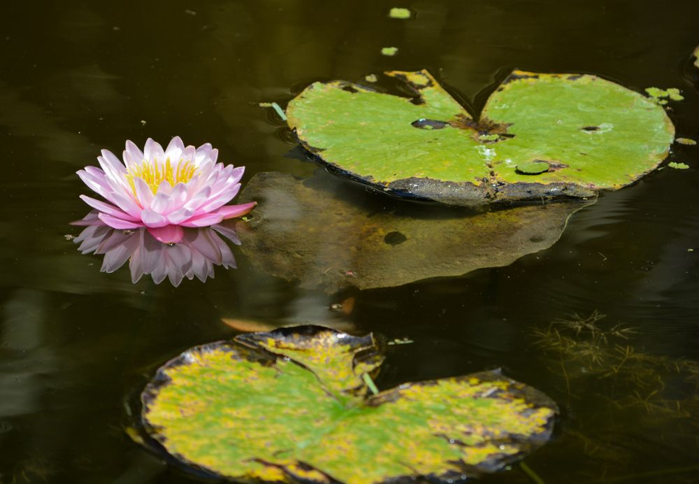 Water Lilly at McKee Botanical Gardens