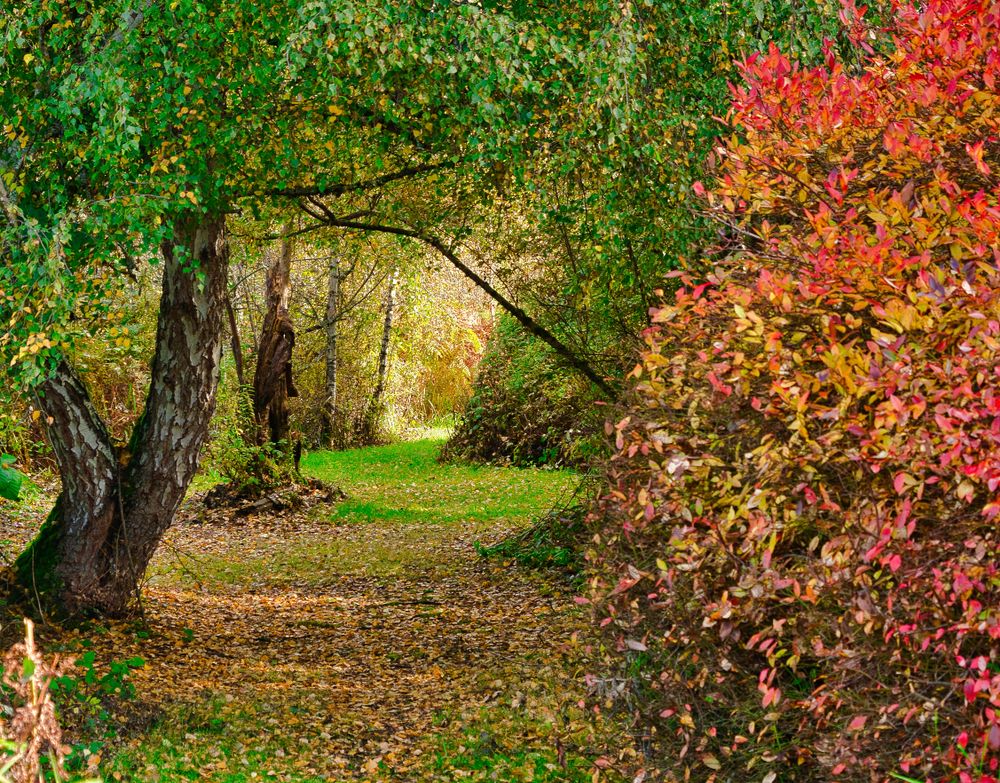Nature trail at Mercer Slough Nature Park