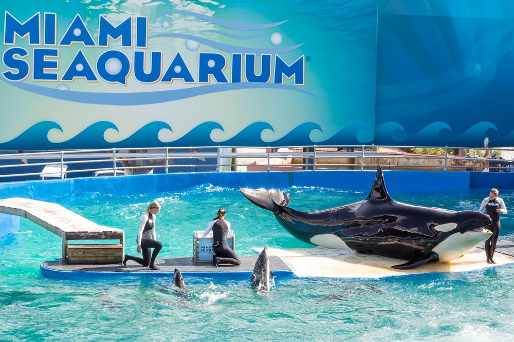 Whale show at Miami Seaquarium