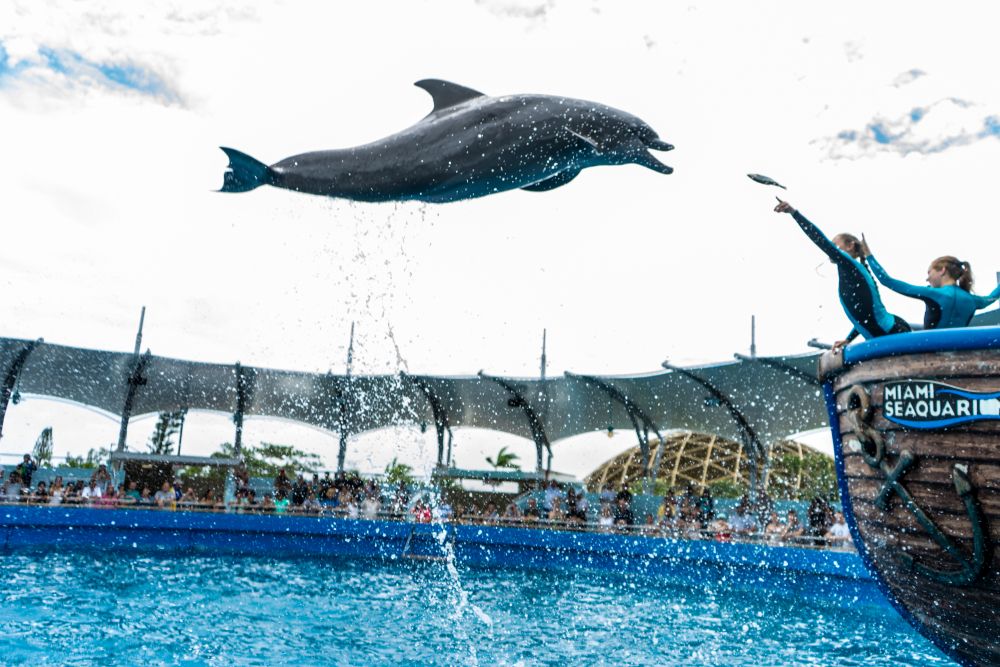 Dolphin show at Miami Seaquarium