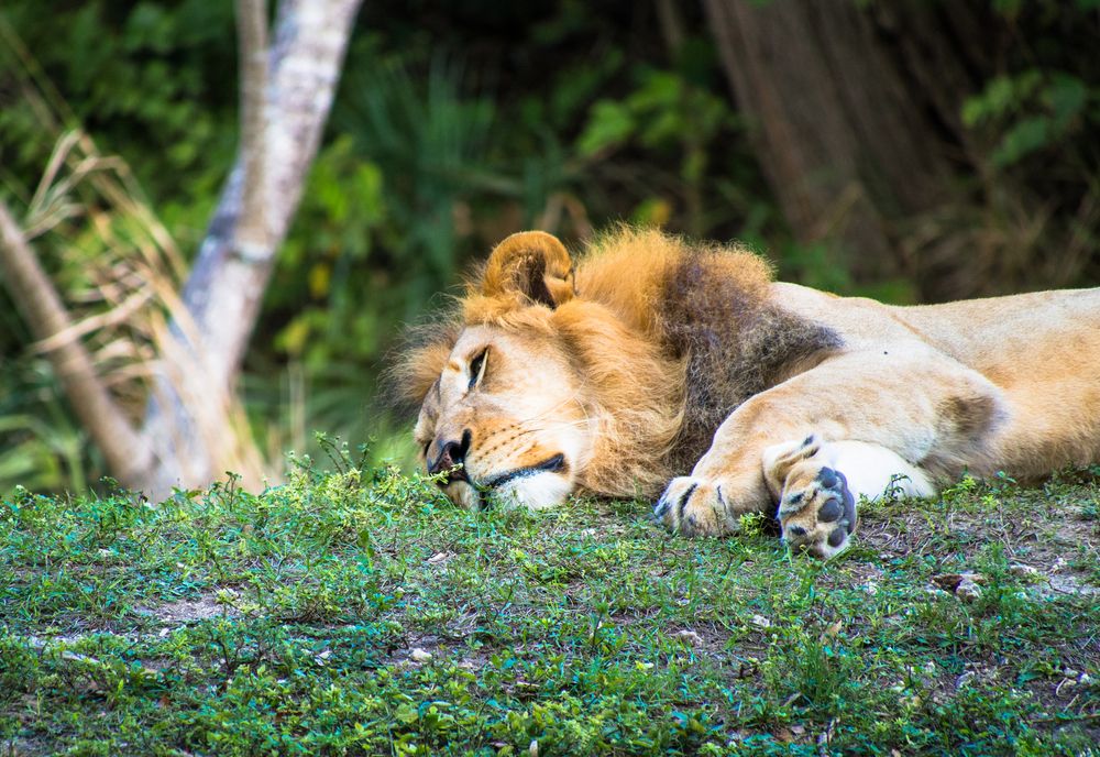 A lion sleeping at Miami Zoo