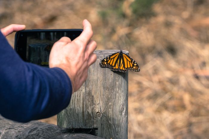 A butterfly on a railing at Monarch Butterfly Grove