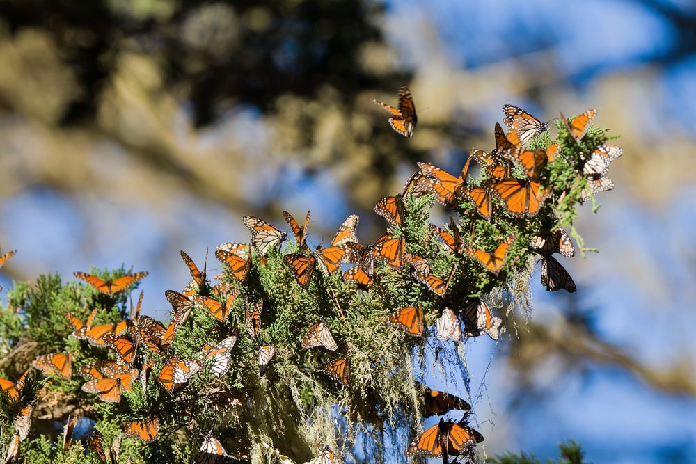 butterflys on tree at Monarch Butterfly Sanctuary