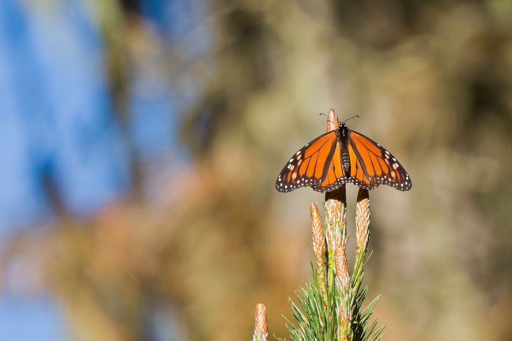 A butterfly at Monarch Butterfly Sanctuary