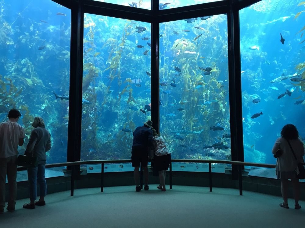 People at Monterey Bay Aquarium