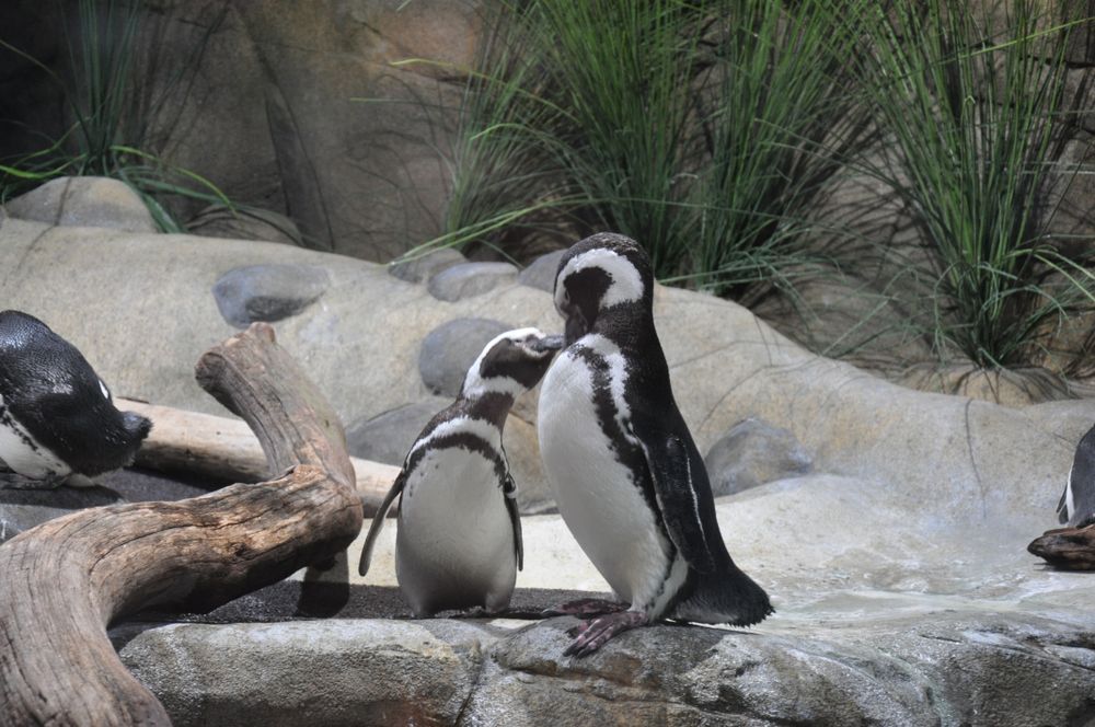 penguins at Monterey Bay Aquarium