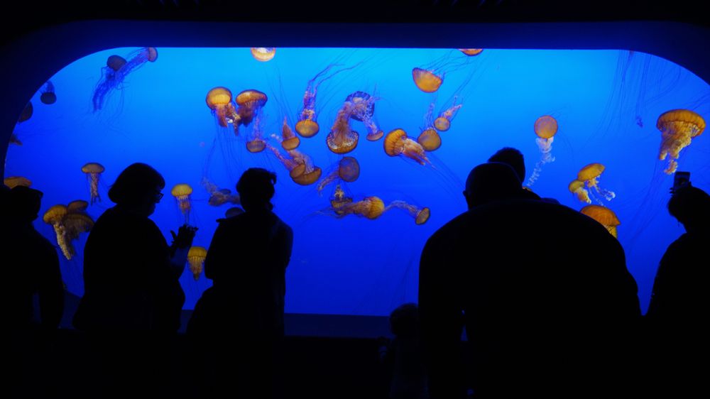 Monterey Bay Aquarium's jellyfish exhibit