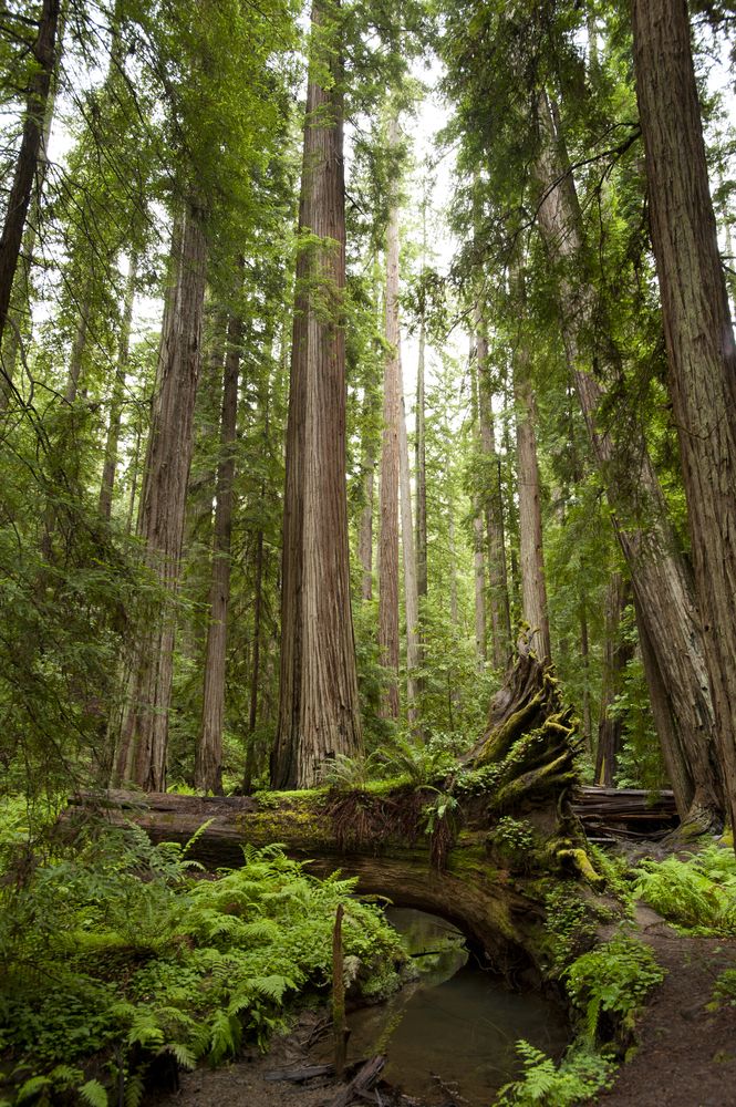 Massive tall trees at Montgomery Woods State Natural Reserve