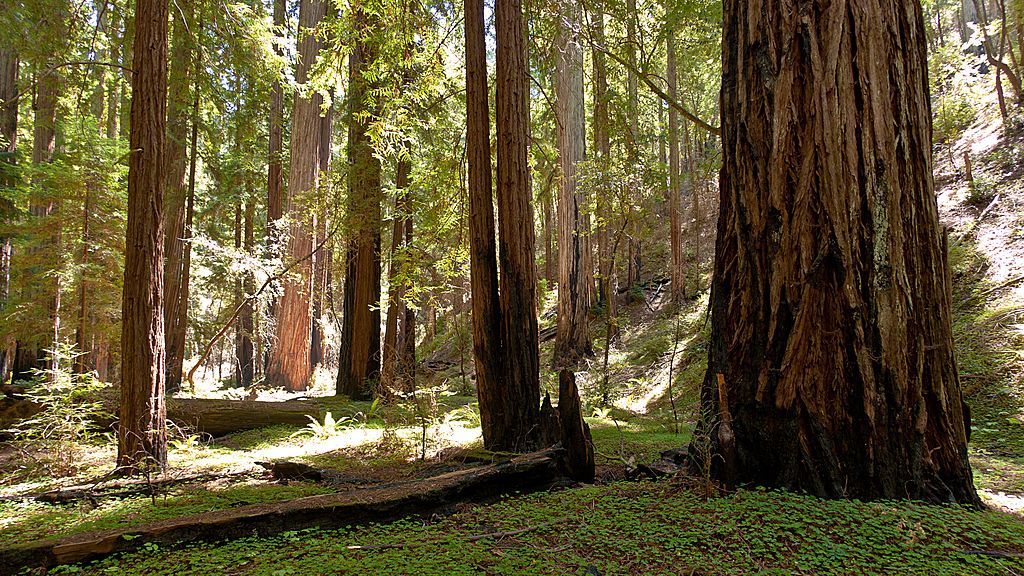 Towering trees at Montgomery Woods State Natural Reserve
