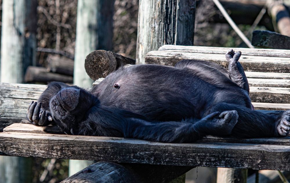 Chimpanzee napping at Montgomery Zoo