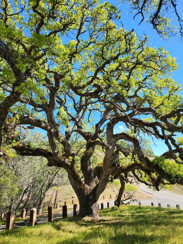 Tree at the Mount Diablo State Park