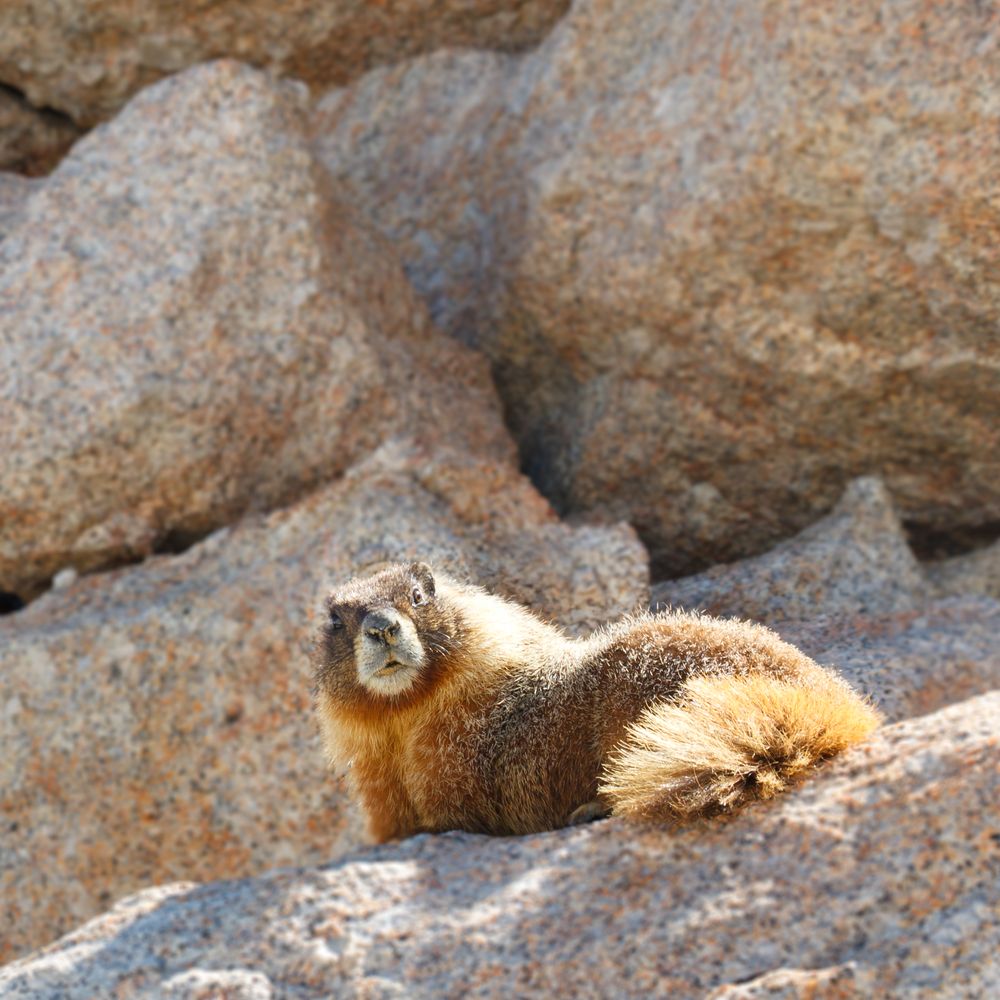 Marmot at Mount Whitney
