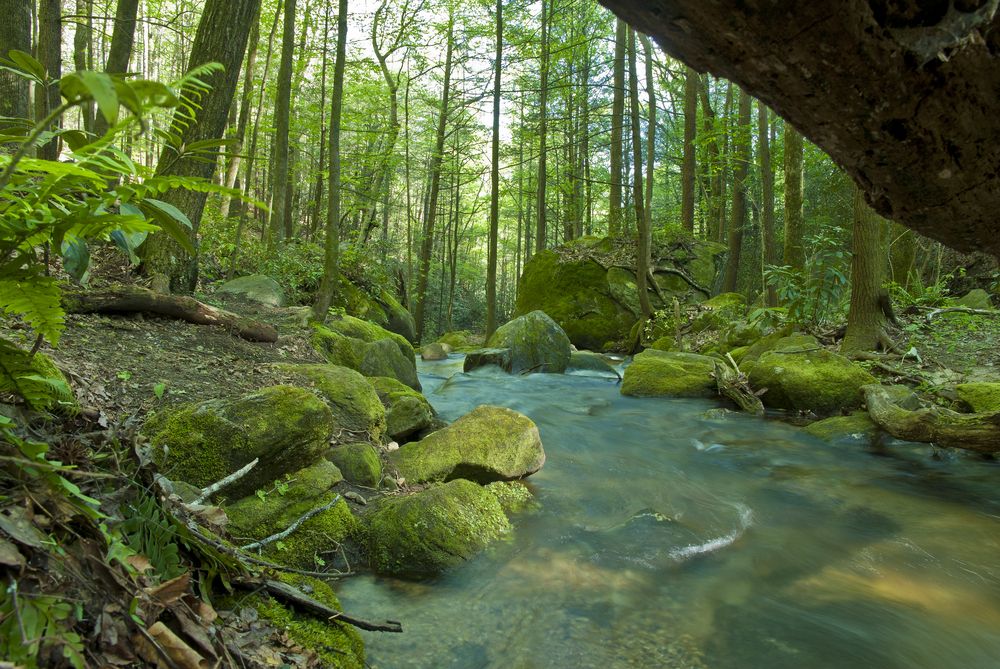 Creek flowing through the Mountain Bridge Wilderness Area
