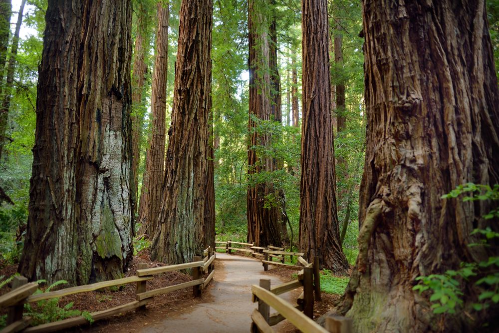Pathway at Muir Woods National Monument