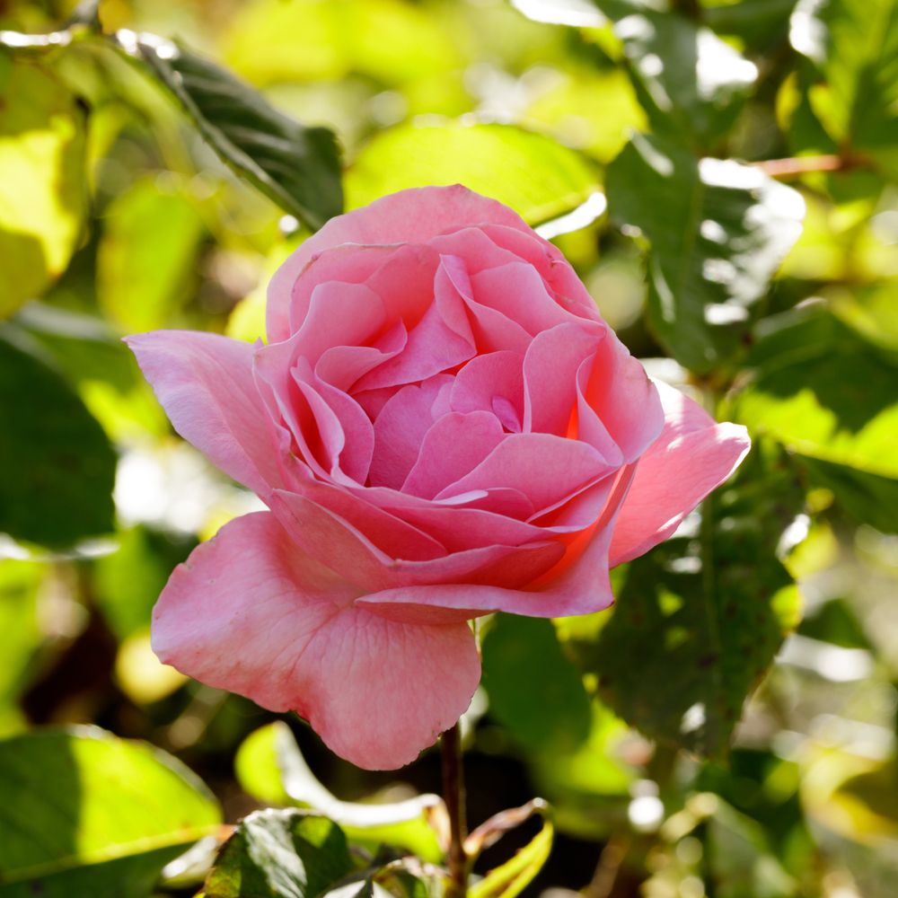Closeup of a pretty rose at Municipal Rose Garden