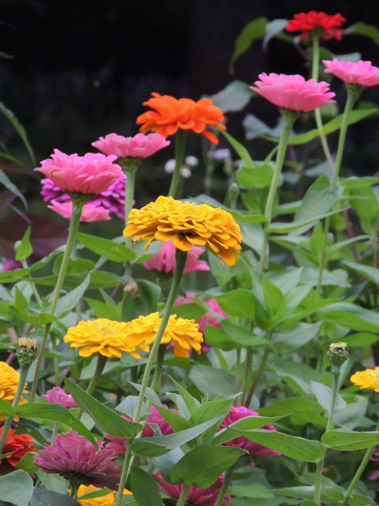 Colorful flowers at Munsinger Clemens Gardens