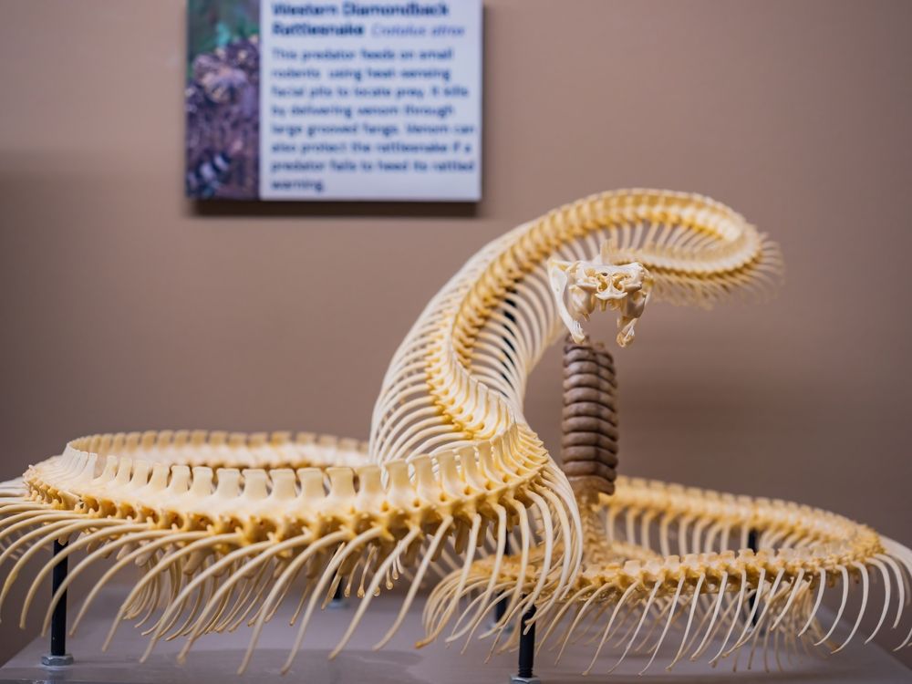 Snake skeleton at Museum of Osteology