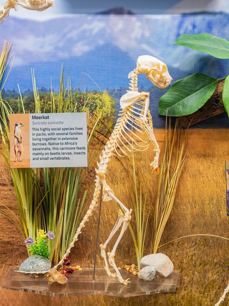 Skeleton of Meerkat at Museum of Osteology