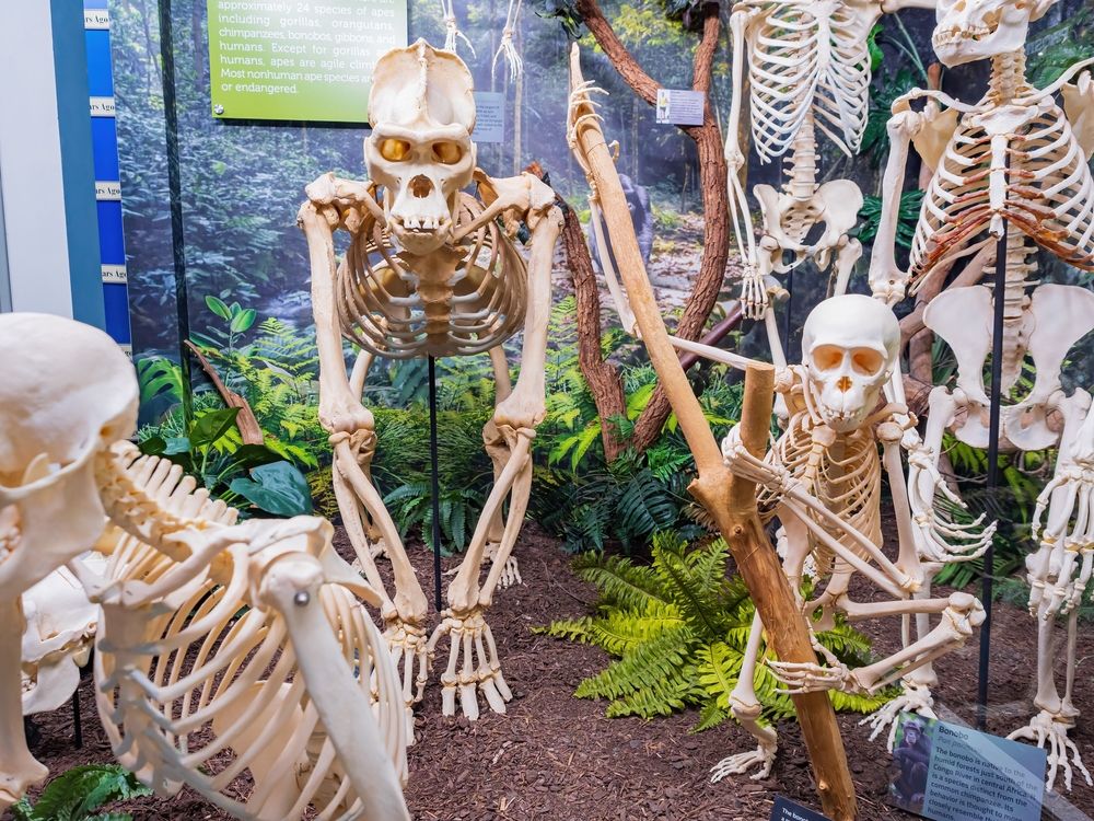 Monkey skeletons at Museum of Osteology