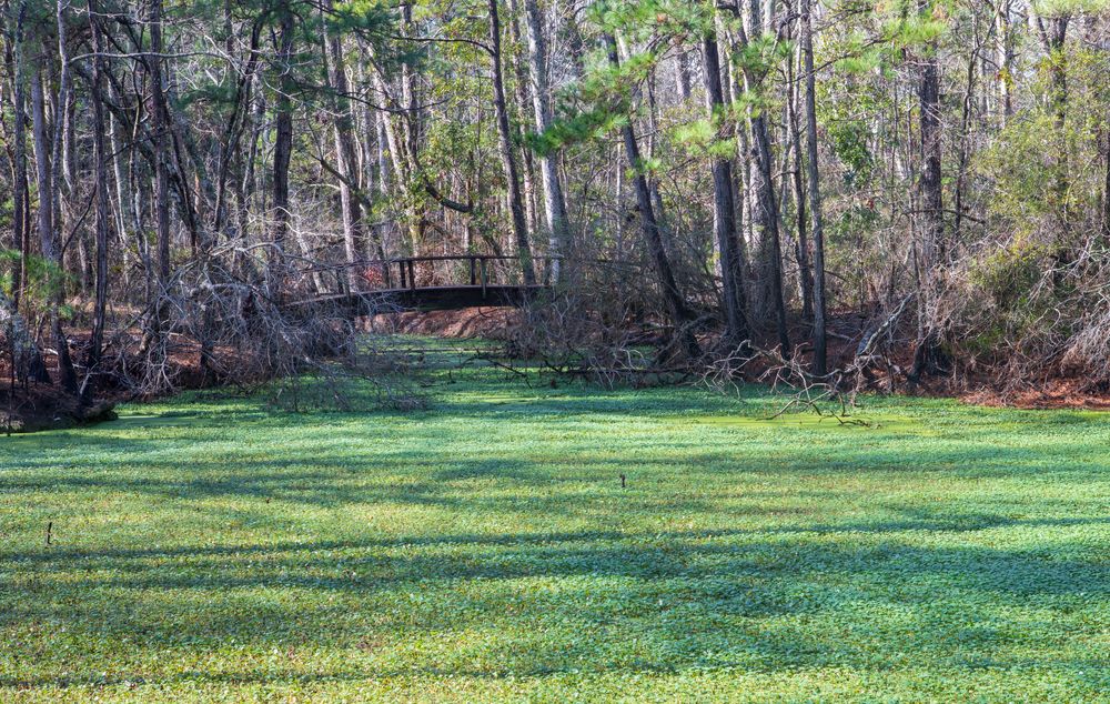 Landscape of Nags Head Woods Preserve