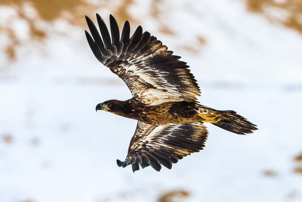 An eagle flying high at National Eagle Center