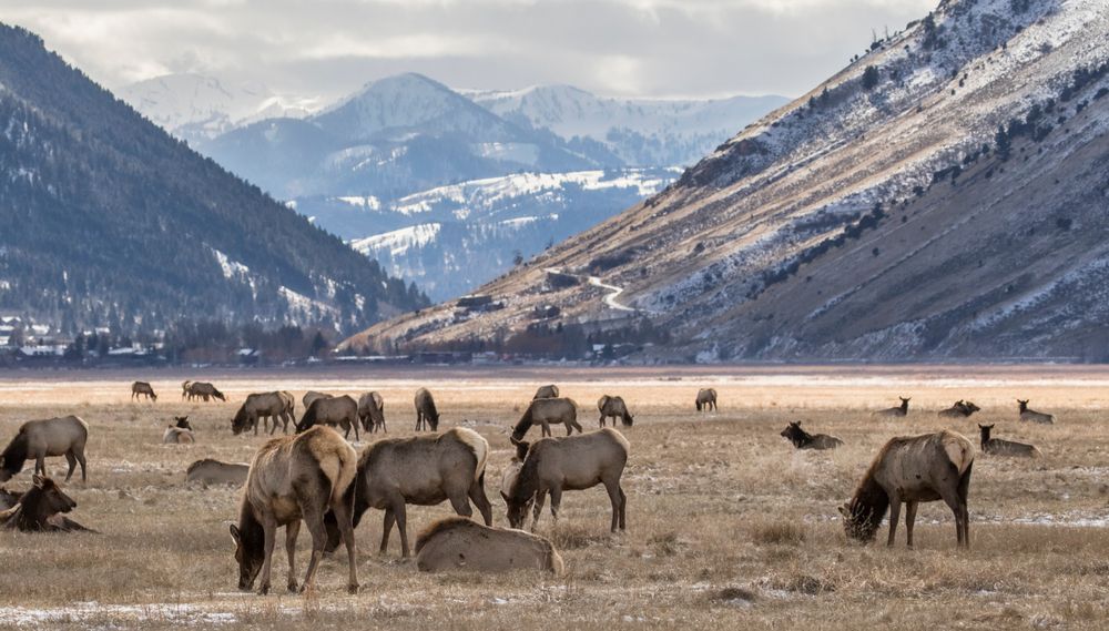 Herd of Elk grazing at a valley in National Elk Refuge