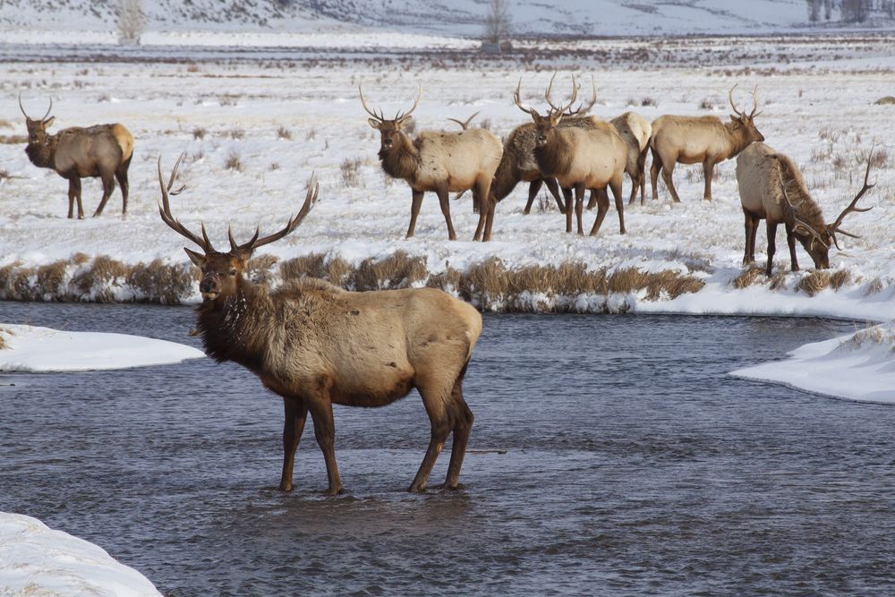 Elks at National Elk Refuge during winter