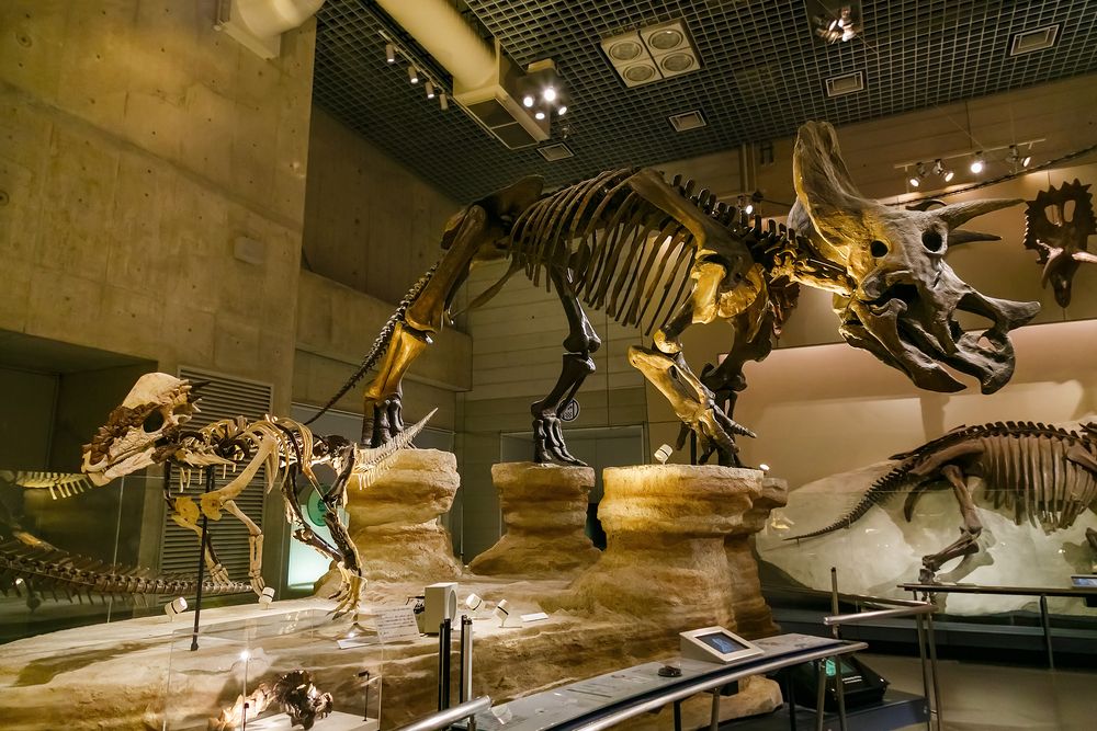 National Museum of Nature and Science