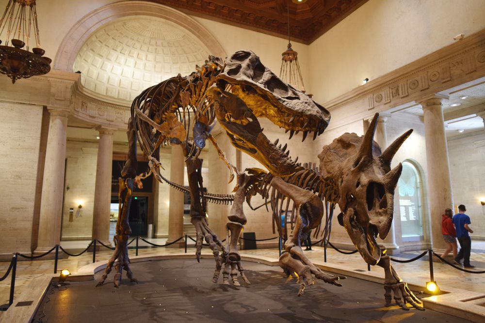 Natural History Museum